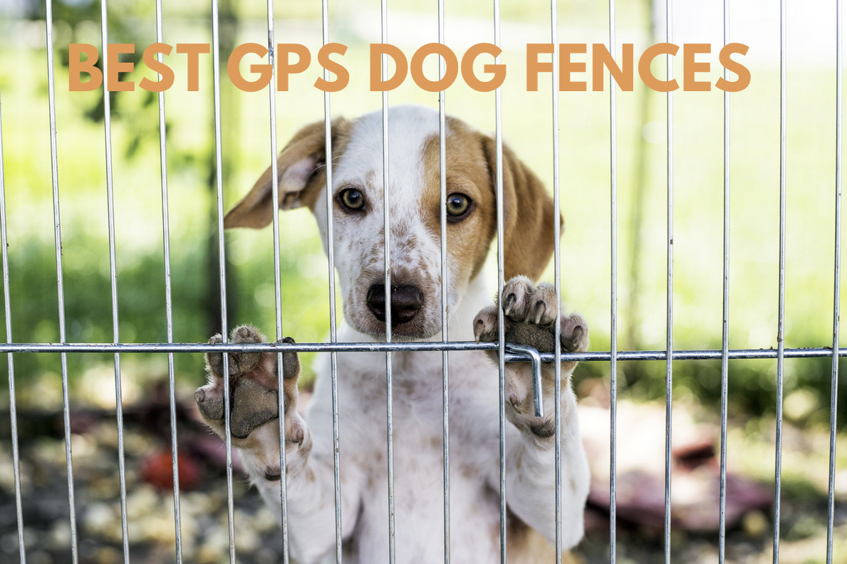 Understanding Invisible Fence For Dogs